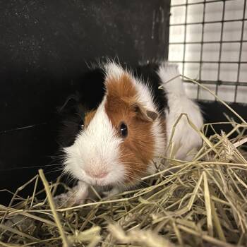 Rescue Guinea Pig Guinea Pigs for Adoption in York, Pennsylvania - Black Forest Cake | PetCurious